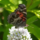 Summer camoflague in the garden